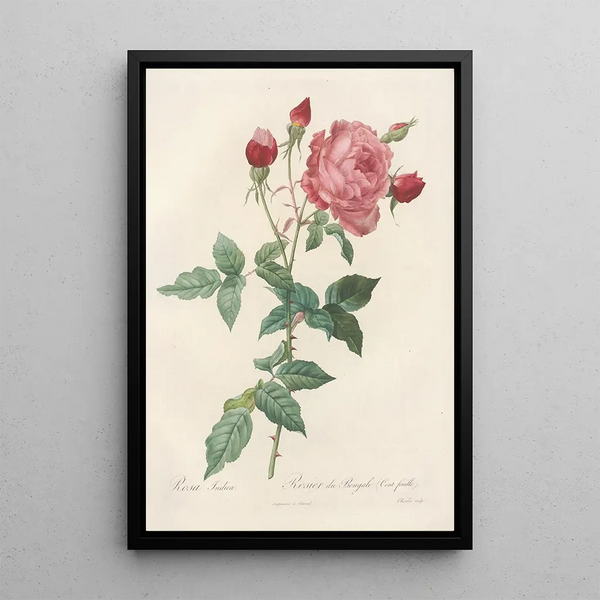 Rosa Indica - Pierre Joseph Redouté — kehystetty taideteos seinällä