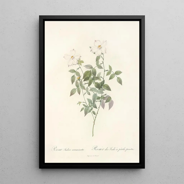 Rosa Indica Acuminata - Pierre Joseph Redouté — kehystetty taideteos seinällä