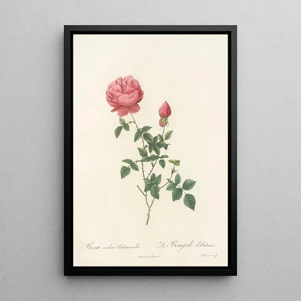 Rosa Indica Automnalis - Pierre Joseph Redouté — kehystetty taideteos seinällä