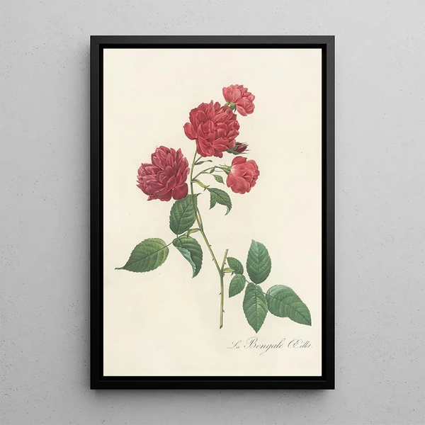 Rosa Indica Caryophyllea - Pierre Joseph Redouté — kehystetty taideteos seinällä