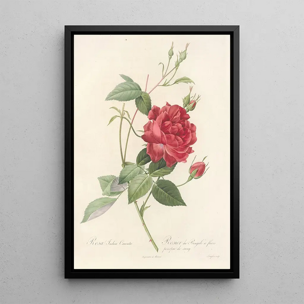 Rosa Indica Cruenta - Pierre Joseph Redouté — kehystetty taideteos seinällä