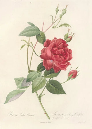 Pierre Joseph Redout - Rosa Indica Cruenta.webp
