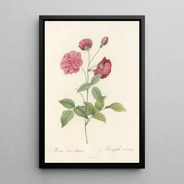 Rosa Indica Dichotoma - Pierre Joseph Redouté — kehystetty taideteos seinällä