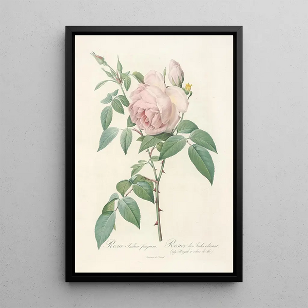 Rosa Indica Fragrans - Pierre Joseph Redouté — kehystetty taideteos seinällä