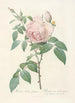 Rosa Indica Fragrans - Pierre Joseph Redouté — näkymä teoksesta