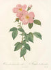 Rosa Indica Fragrans Flore Simplici - Pierre Joseph Redouté — näkymä teoksesta