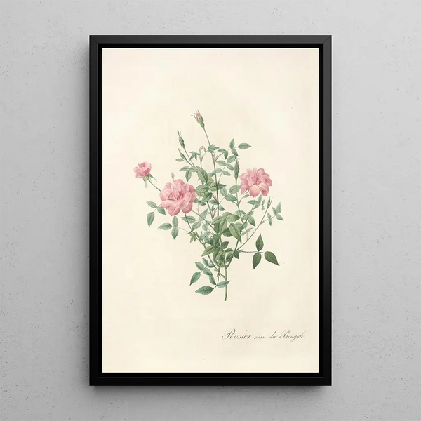 Rosa Indica Pumila - Pierre Joseph Redouté — kehystetty taideteos seinällä