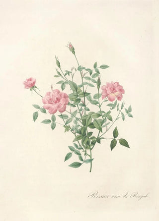 Pierre Joseph Redout - Rosa Indica Pumila.webp