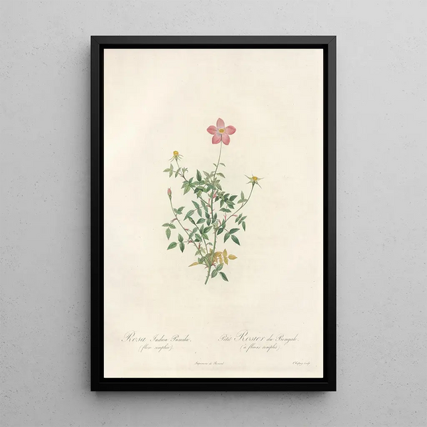 Rosa Indica Pumila Flore Simplici - Pierre Joseph Redouté — kehystetty taideteos seinällä