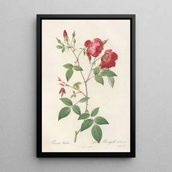 Rosa Indica Rosier de Chine à fleurs doubles - Pierre Joseph Redouté — kehystetty taideteos seinällä