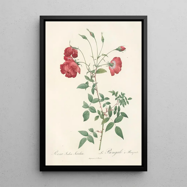 Rosa Indica Sertulata - Pierre Joseph Redouté — kehystetty taideteos seinällä