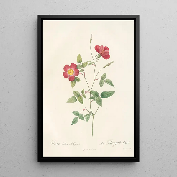 Rosa Indica Stelligera - Pierre Joseph Redouté — kehystetty taideteos seinällä