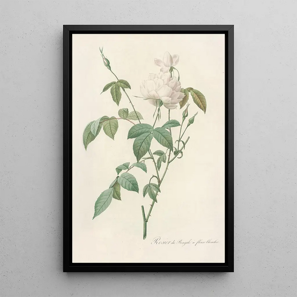 Rosa Indica Subalba - Pierre Joseph Redouté — kehystetty taideteos seinällä