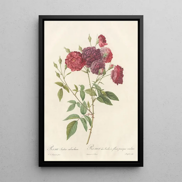 Rosa Indica Subviolacea - Pierre Joseph Redouté — kehystetty taideteos seinällä