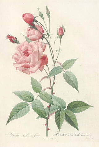 Pierre Joseph Redout - Rosa Indica Vulgaris.webp