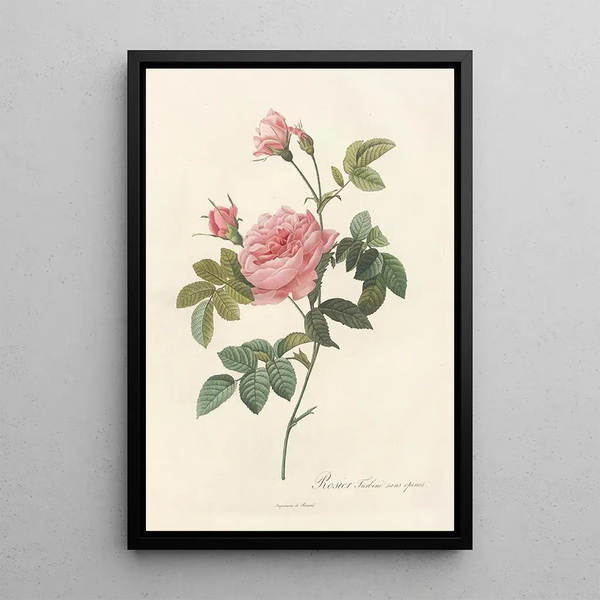 Rosa Inermis - Pierre Joseph Redouté — kehystetty taideteos seinällä