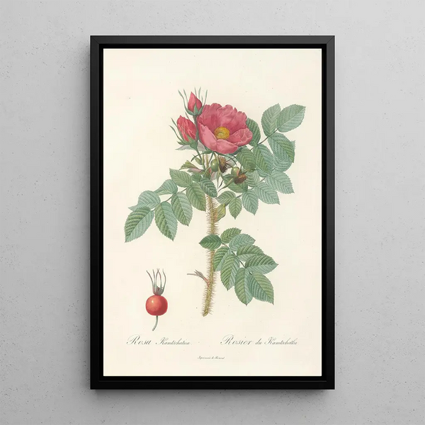 Rosa Kamtschatica - Pierre Joseph Redouté — kehystetty taideteos seinällä