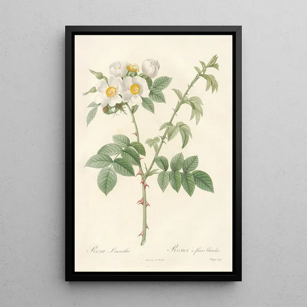Rosa Leucantha - Pierre Joseph Redouté — kehystetty taideteos seinällä