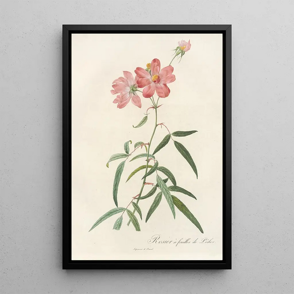 Rosa Longifolia - Pierre Joseph Redouté — kehystetty taideteos seinällä