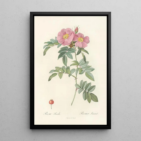 Rosa Lucida - Pierre Joseph Redouté — kehystetty taideteos seinällä
