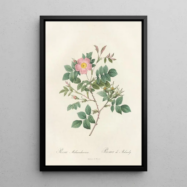 Rosa Malmundariensis - Pierre Joseph Redouté — kehystetty taideteos seinällä