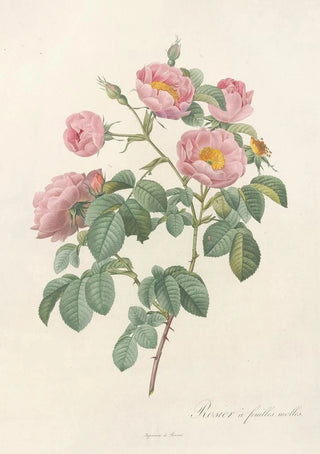 Pierre Joseph Redout - Rosa Mollissima Flore Submultiplici.webp