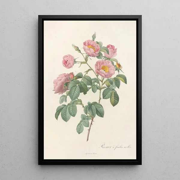 Rosa Mollissima Flore Submultiplici - Pierre Joseph Redouté — kehystetty taideteos seinällä