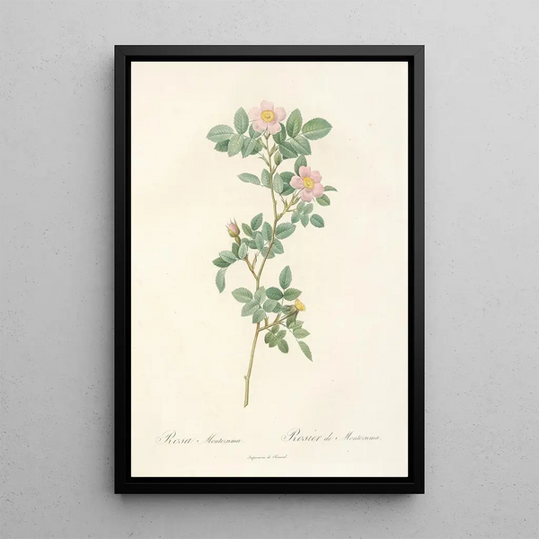 Rosa Montezuma - Pierre Joseph Redouté — kehystetty taideteos seinällä