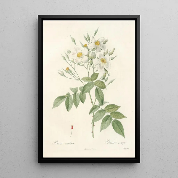 Rosa Moschata - Pierre Joseph Redouté — kehystetty taideteos seinällä