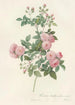 Rosa Multiflora Carnea - Pierre Joseph Redouté — näkymä teoksesta