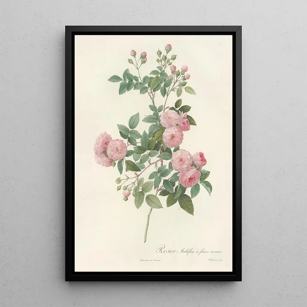 Rosa Multiflora Carnea - Pierre Joseph Redouté — kehystetty taideteos seinällä