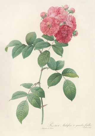 Pierre Joseph Redout - Rosa Multiflora Platyphylla.webp