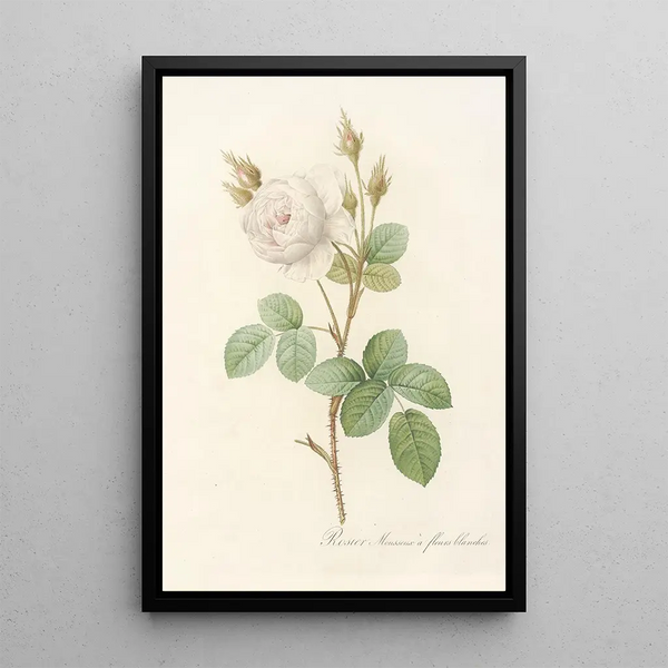 Rosa Muscosa Alba - Pierre Joseph Redouté — kehystetty taideteos seinällä