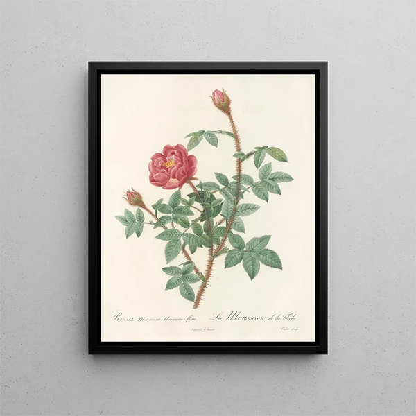 Pierre Joseph Redout - Rosa Muscosa AnemoneFlora.webp