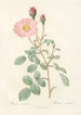 Rosa Muscosa Simplex - Pierre Joseph Redouté — näkymä teoksesta