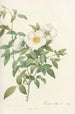 Rosa Nivea - Pierre Joseph Redouté — näkymä teoksesta