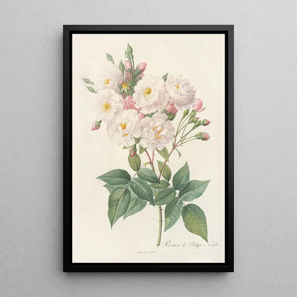 Rosa Noisettiana - Pierre Joseph Redouté — kehystetty taideteos seinällä