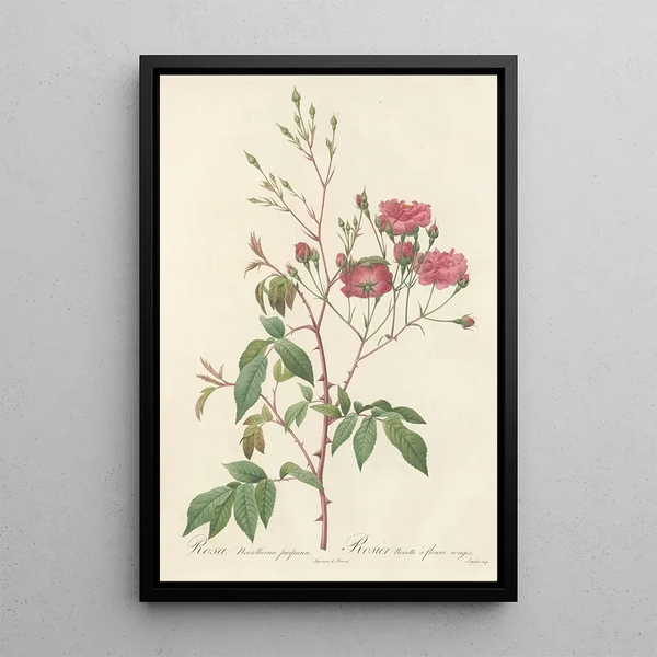 Rosa Noisettiana Purpurea - Pierre Joseph Redouté — kehystetty taideteos seinällä