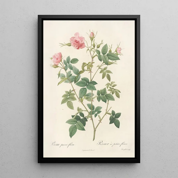 Rosa Parviflora Var Flore Multiplici - Pierre Joseph Redouté — kehystetty taideteos seinällä