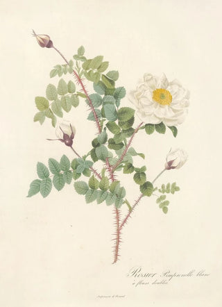 Pierre Joseph Redout - Rosa Pimpinellifolia Alba Flore Multiplici.webp