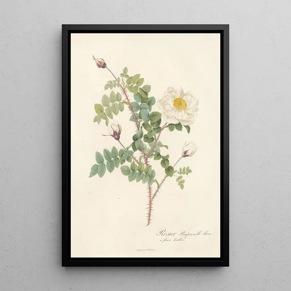 Rosa Pimpinellifolia Alba Flore Multiplici - Pierre Joseph Redouté — kehystetty taideteos seinällä