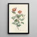 Rosa Pimpinellifolia Flore Variegato - Pierre Joseph Redouté — kehystetty taideteos seinällä