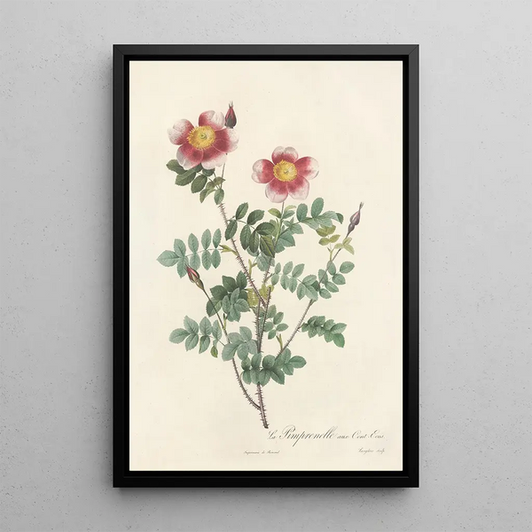 Rosa Pimpinellifolia Flore Variegato - Pierre Joseph Redouté — kehystetty taideteos seinällä