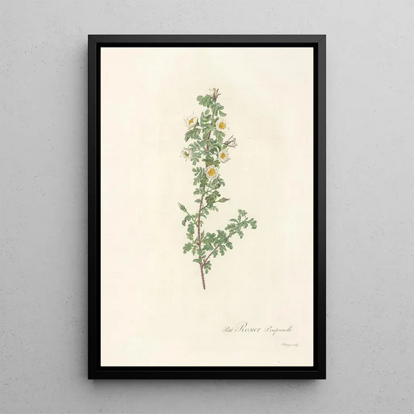 Rosa Pimpinellifolia Pumila - Pierre Joseph Redouté — kehystetty taideteos seinällä