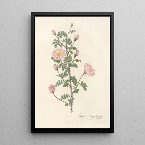 Rosa Pimpinellifolia Rubra - Pierre Joseph Redouté — kehystetty taideteos seinällä