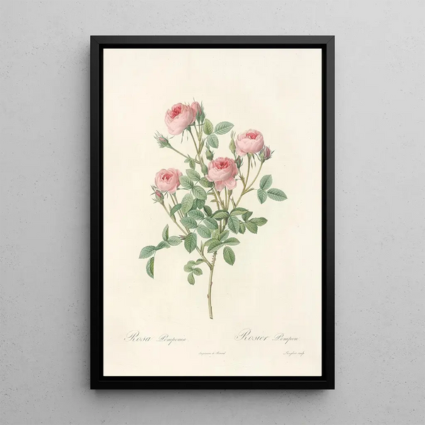 Rosa Pomponia - Pierre Joseph Redouté — kehystetty taideteos seinällä