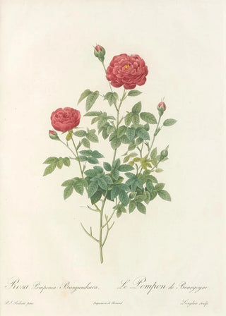 Pierre Joseph Redout - Rosa Pomponia Burgundiaca.webp