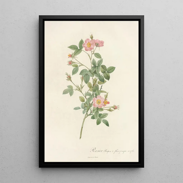 Rosa Pomponia Flore Subsimplici - Pierre Joseph Redouté — kehystetty taideteos seinällä