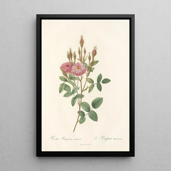 Rosa Pomponiana Muscosa - Pierre Joseph Redouté — kehystetty taideteos seinällä