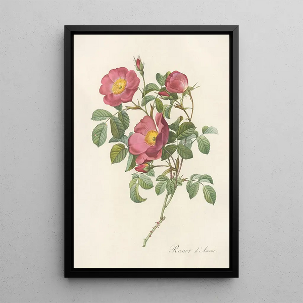 Rosa Pumila - Pierre Joseph Redouté — kehystetty taideteos seinällä